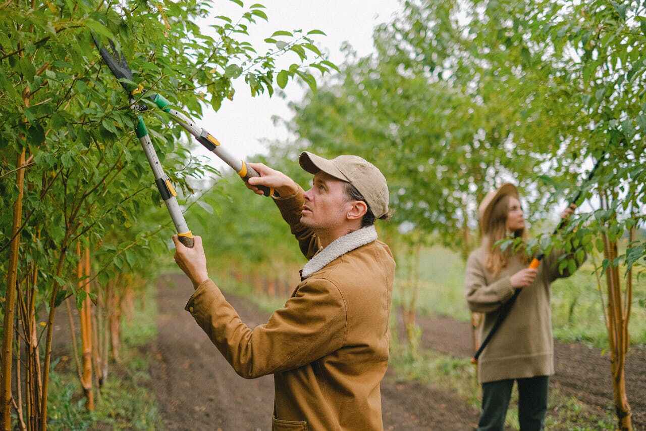 Professional Tree Service in Maplewood, MN